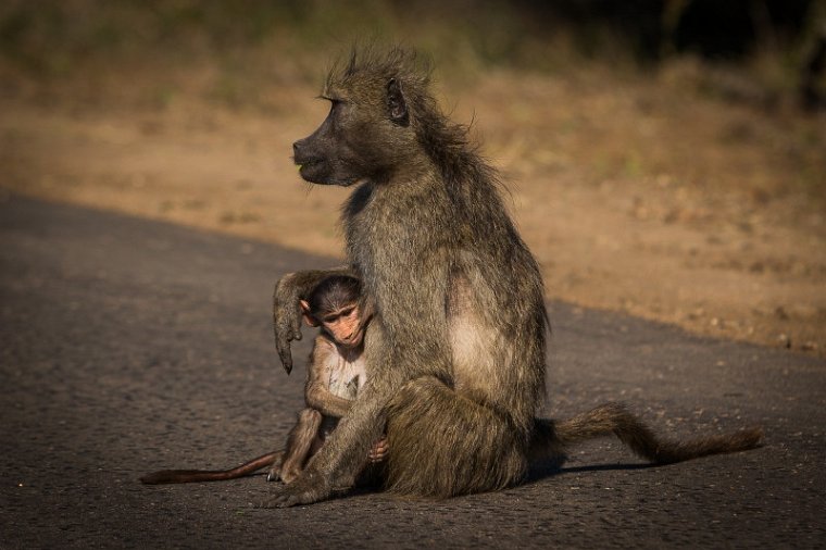 083 Kruger National Park, bavianen.jpg